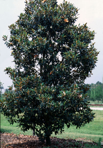 Magnolia grandiflora 'Little Gem'