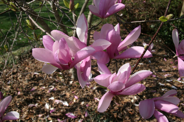 Magnolia x 'Jane'