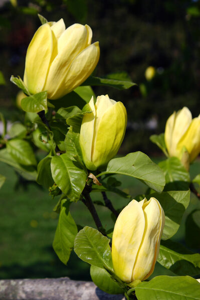 Magnolia x brooklynensis 'Yellow Bird'