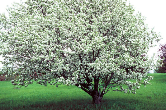 Malus 'Spring Snow'