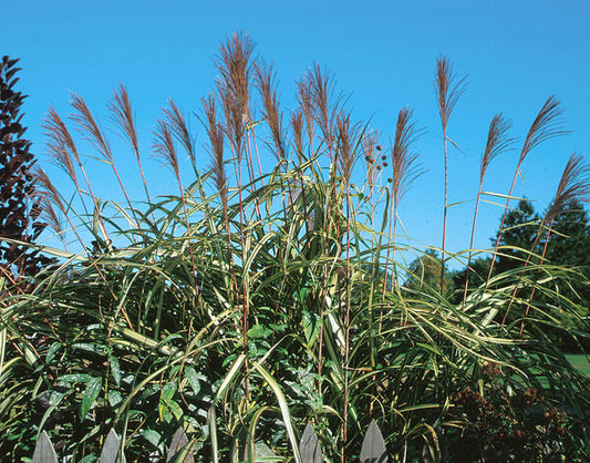 Grass, Maiden / Eulalia Variegated 'Cabaret' (Miscanthus)