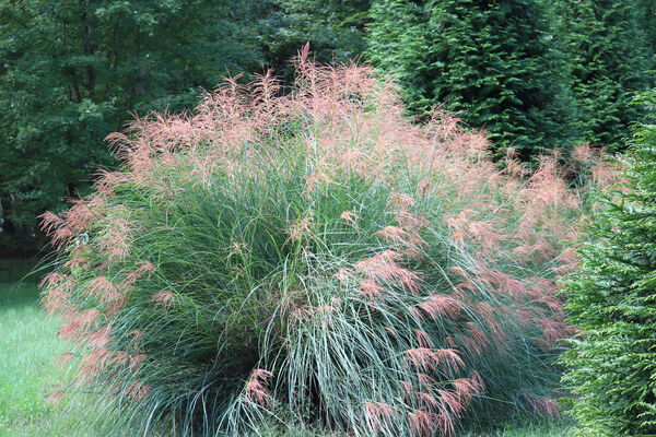 Miscanthus sinensis 'Gracillimus'