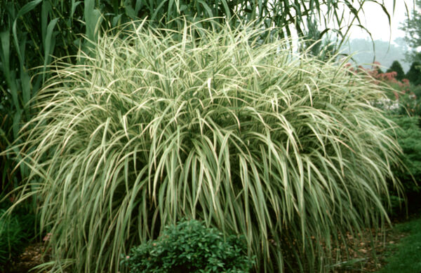 Miscanthus sinensis 'Variegata'