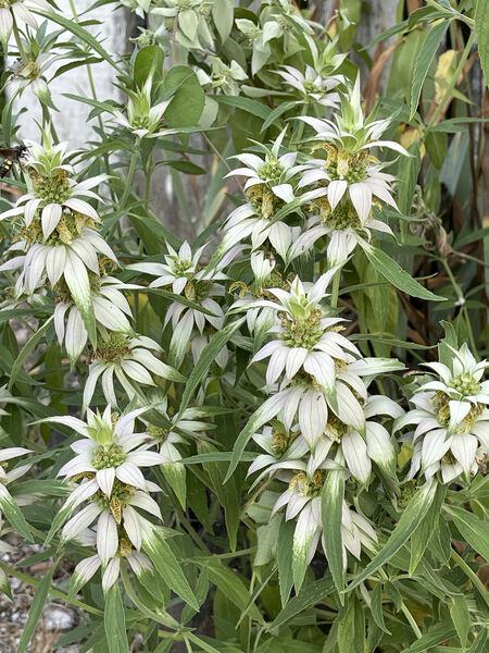 Monarda punctata