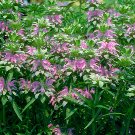 Monarda citriodora