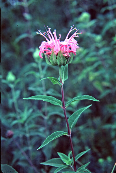 Beebalm / Bergamont, Wild (Monarda)