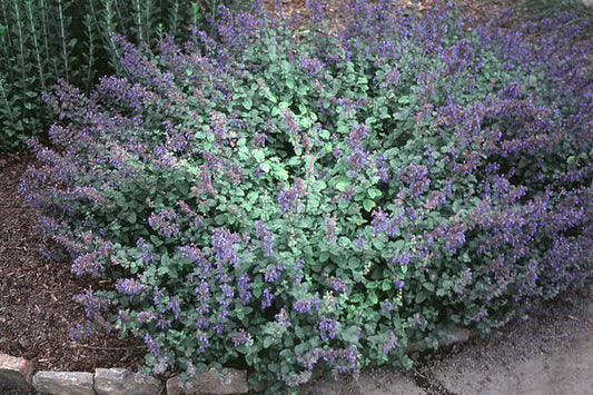 Nepeta faassenii 'Blue Wonder'