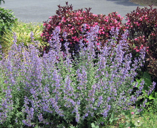 Nepeta x faassenii 'Walker's Low'