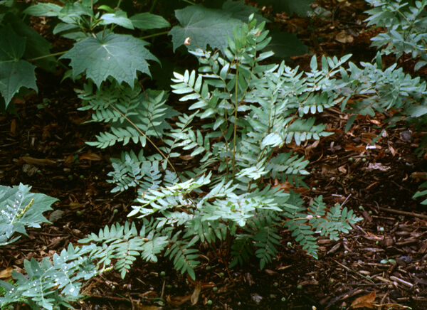 Osmunda regalis