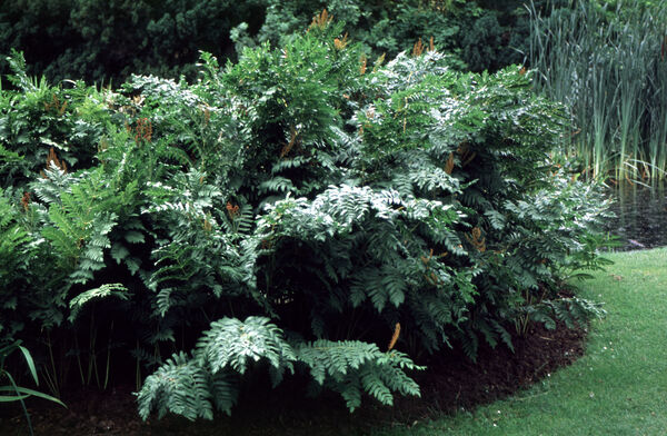 Osmunda regalis