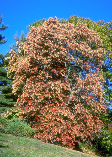 Oxydendrum arboreum