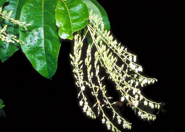 Oxydendrum arboreum