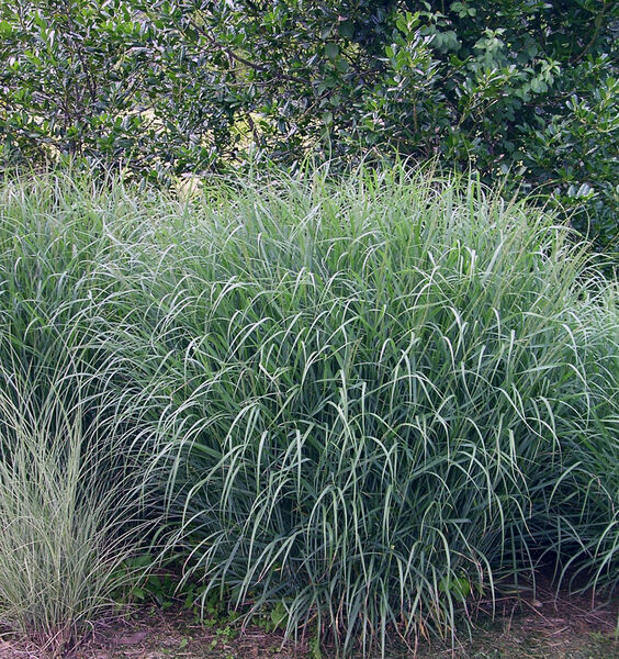 Panicum virgatum 'Heavy Metal'