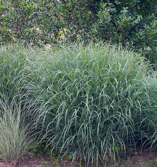 Switchgrass 'Heavy Metal' (Panicum)
