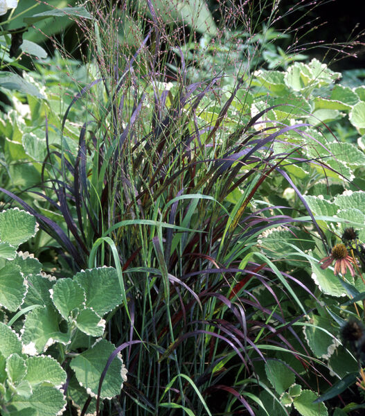 Panicum virgatum 'Shenandoah'