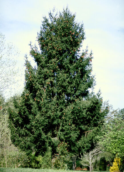 Picea abies