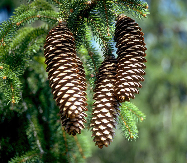 Picea abies