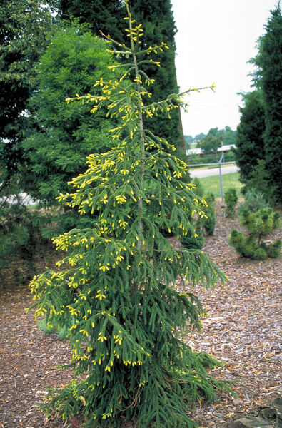 Spruce, Oriental Gold 'Skylands' (Picea) – Passiglia Landscape