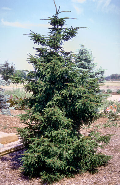 Picea orientalis