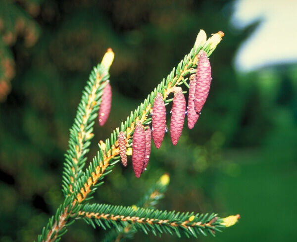 Picea orientalis