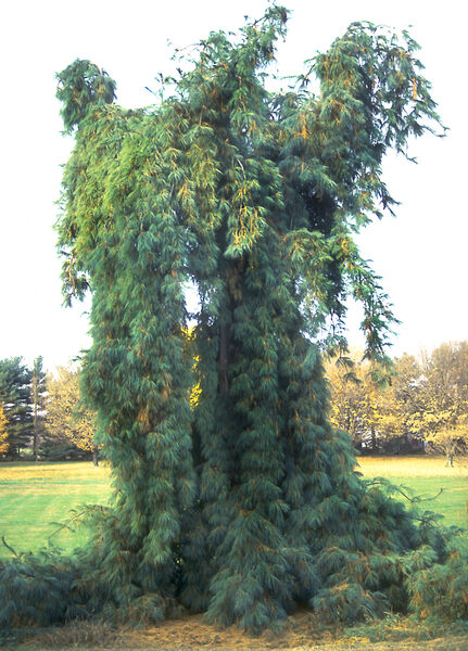 Pinus strobus 'Pendula'