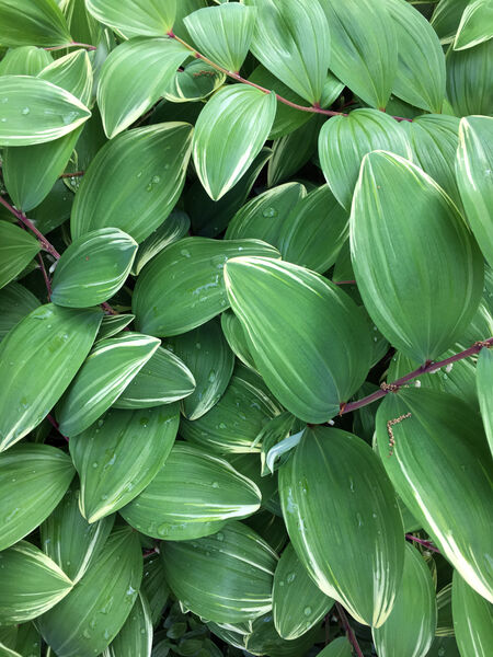 Polygonatum odoratum 'Variegatum'