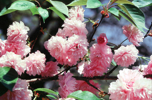 Prunus serr. 'Kwanzan'