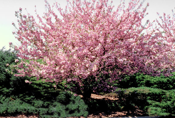 Prunus serr. 'Kwanzan'