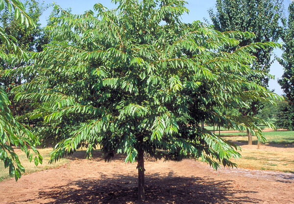 Prunus x y. 'Akebono'