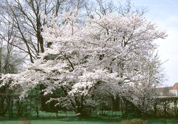 Prunus x yedoensis