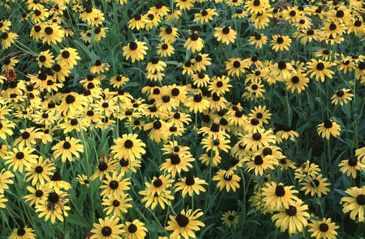 Rudbeckia hirta