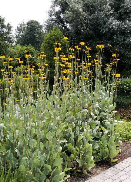 Rudbeckia maxima