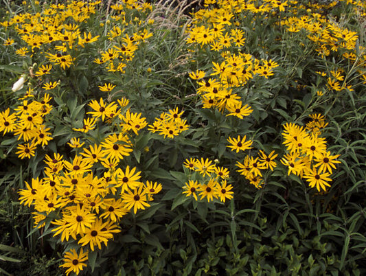 Rudbeckia subtomentosa