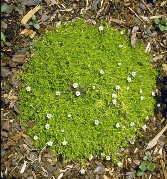 Sagina subulata 'Aurea'