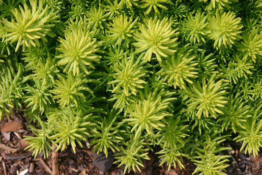 Sedum r. 'Angelina'