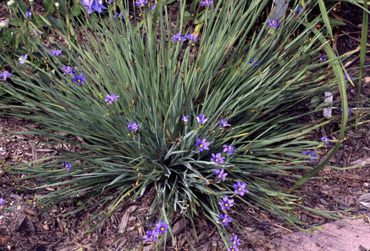 Sisyrinchium angustifolium 'Lucerne'