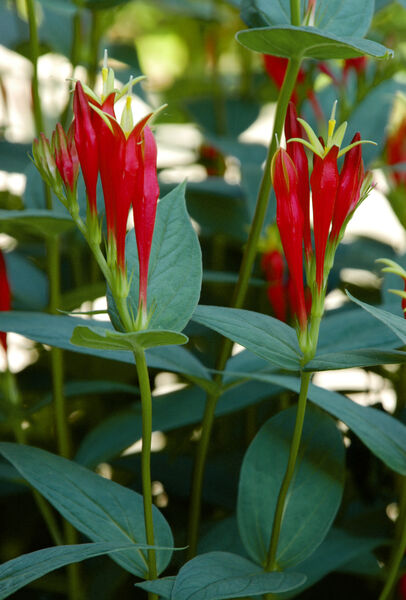 Spigelia marilandica 'Little Redhead'