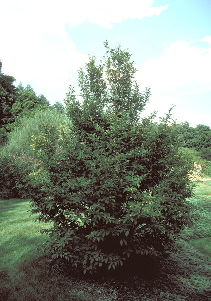 Stewartia pseudocacamellia ><<