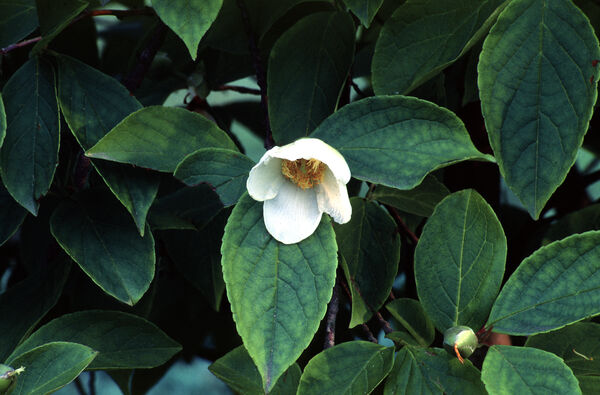 Stewartia pseudocacamellia >