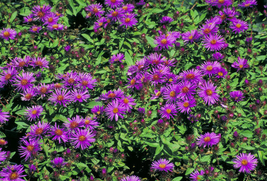 Symphyotrichum novae-angliae 'Purple Dome'