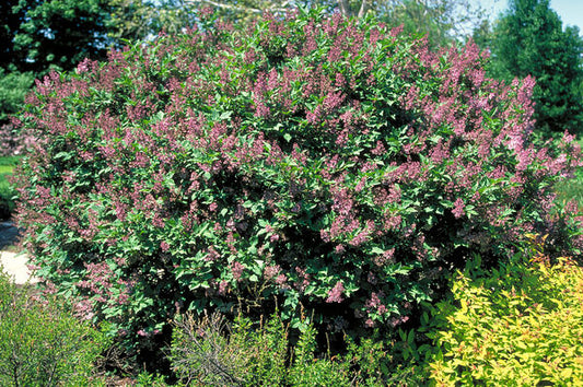 Syringa pubescens subsp. patula 'Miss Kim'