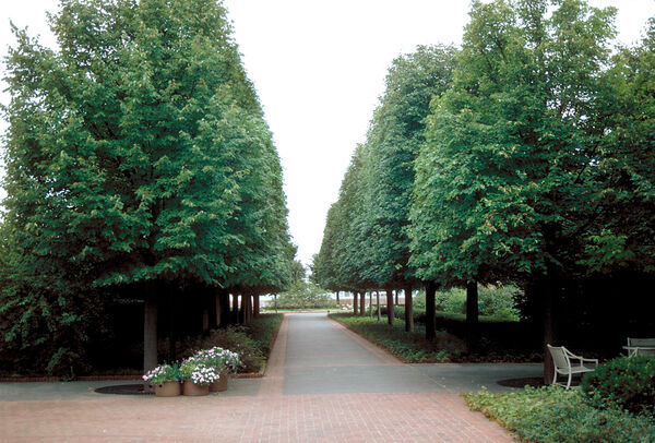 Tilia cordata 'Greenspire' >