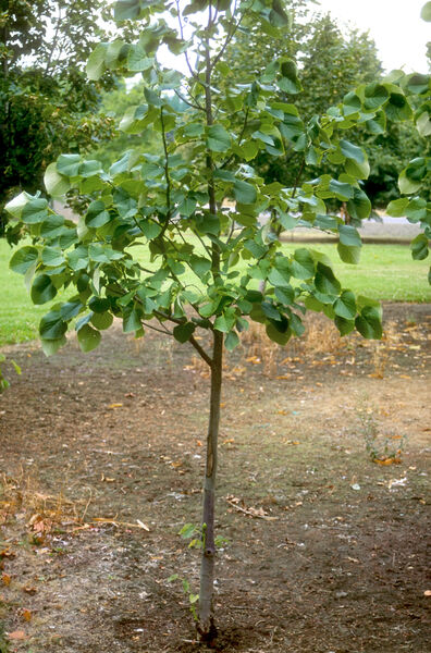 Linden, Silver 'Sterling Silver' (Tilia)