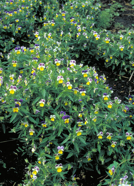 Seasonal- Pansies, Winter