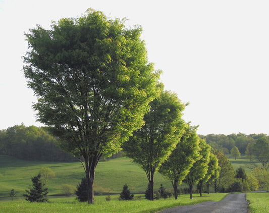 Zelkova, Japanese 'Green Vase' (Zelkova)