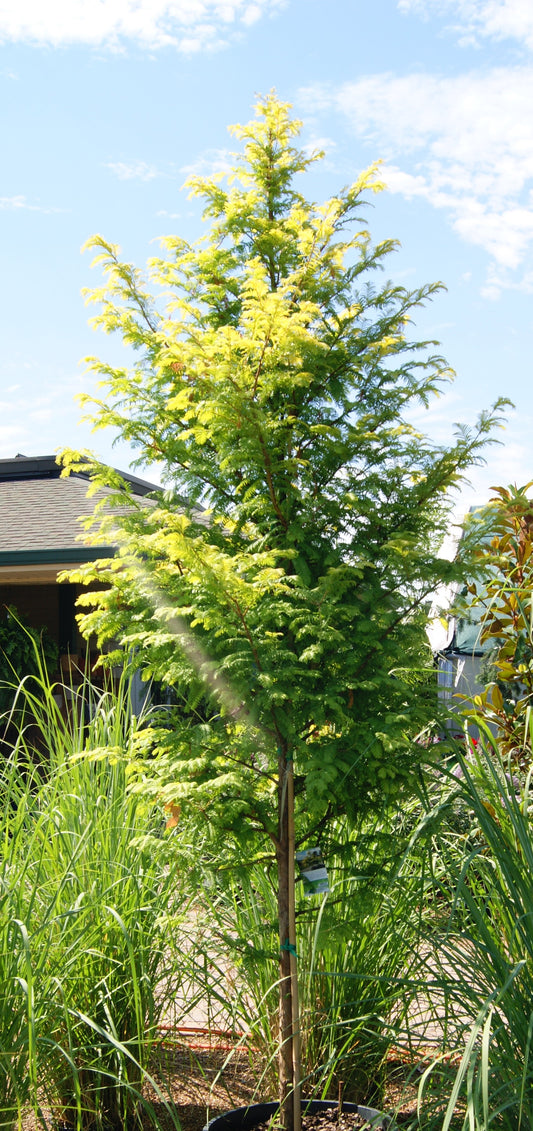 Redwood, Dawn 'Amber Glow' (Metasequoia)