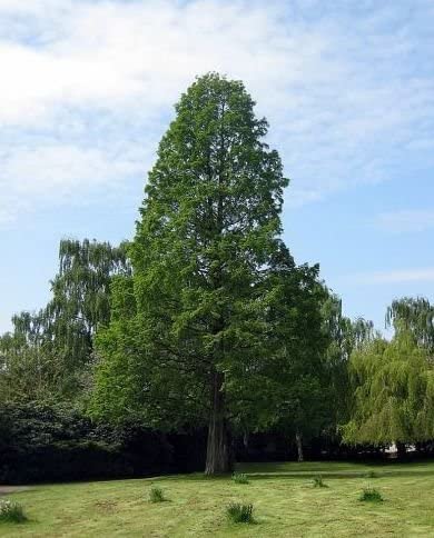 Redwood, Dawn (Metasequoia)