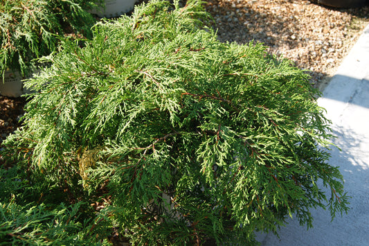 Cypress, Russian / Siberian 'Celtic Pride' (Microbiota)