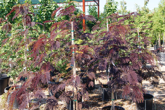 Mimosa 'Summer Chocolate' (Albizia)