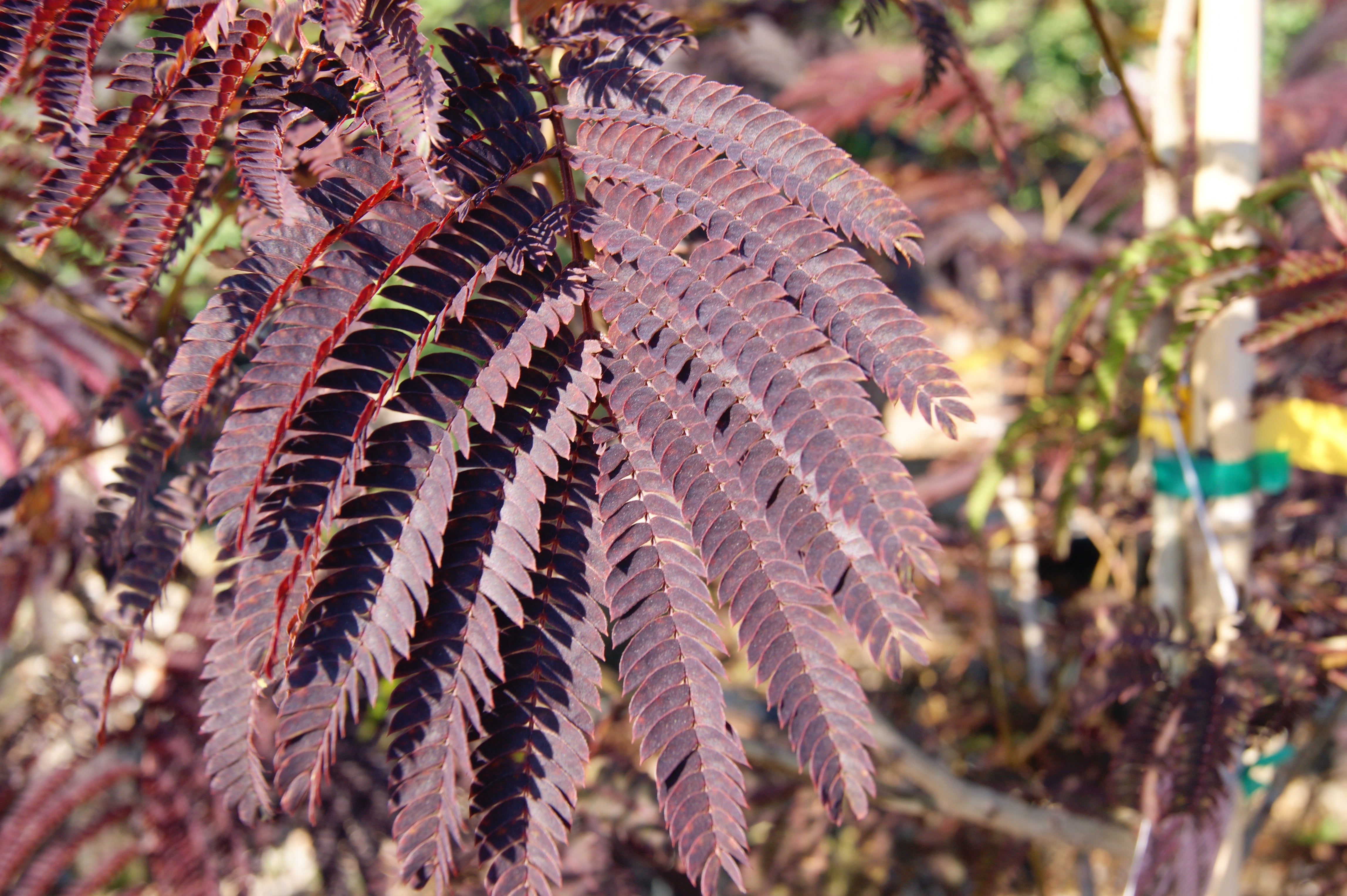 Mimosa 'Summer Chocolate' (Albizia) – Passiglia Landscape, Nursery